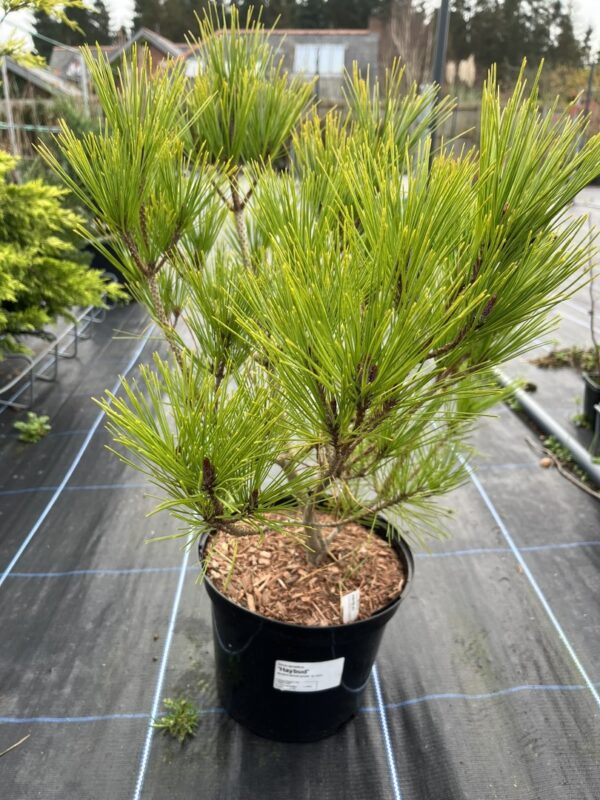 Japanese Red Pine 'Haybud' (5L) - Image 2