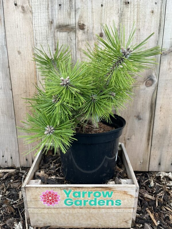Japanese Red Pine 'Jane Kluis' (5L)