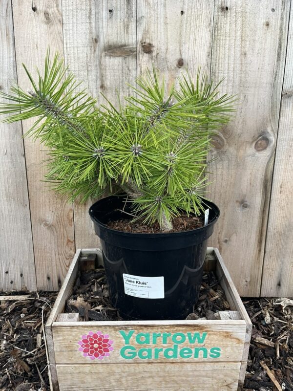 Japanese Red Pine 'Jane Kluis' (5L) - Image 2