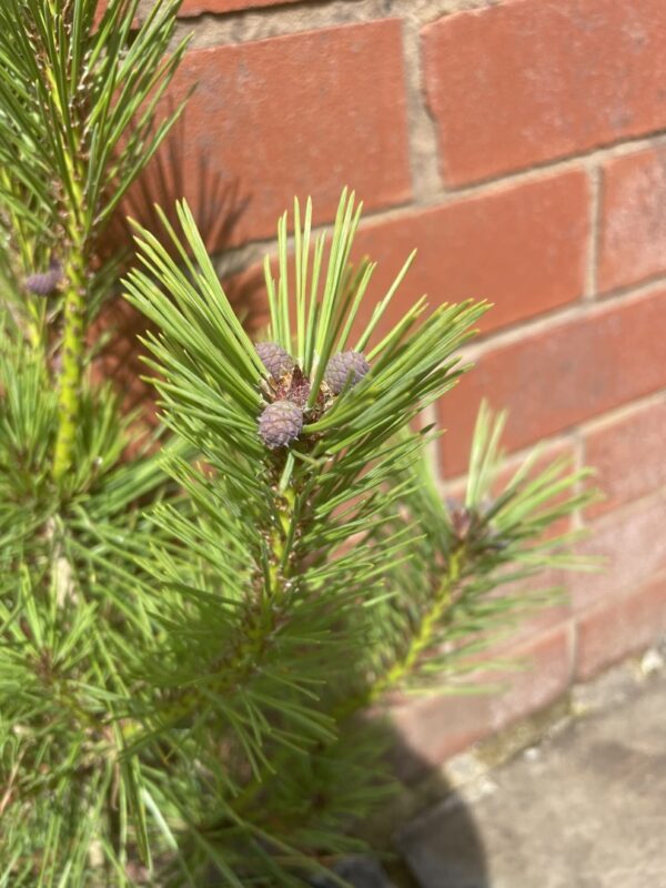 Japanese red pine 'Alice Verkade' 40/60cm (2L) - Image 3