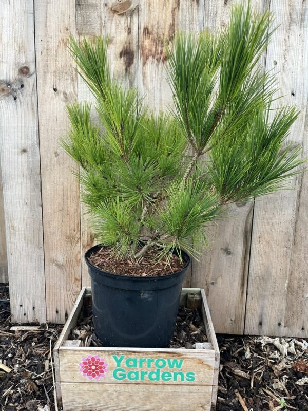 Japanese red pine 'Alice Verkade' 60/80cm (5L)