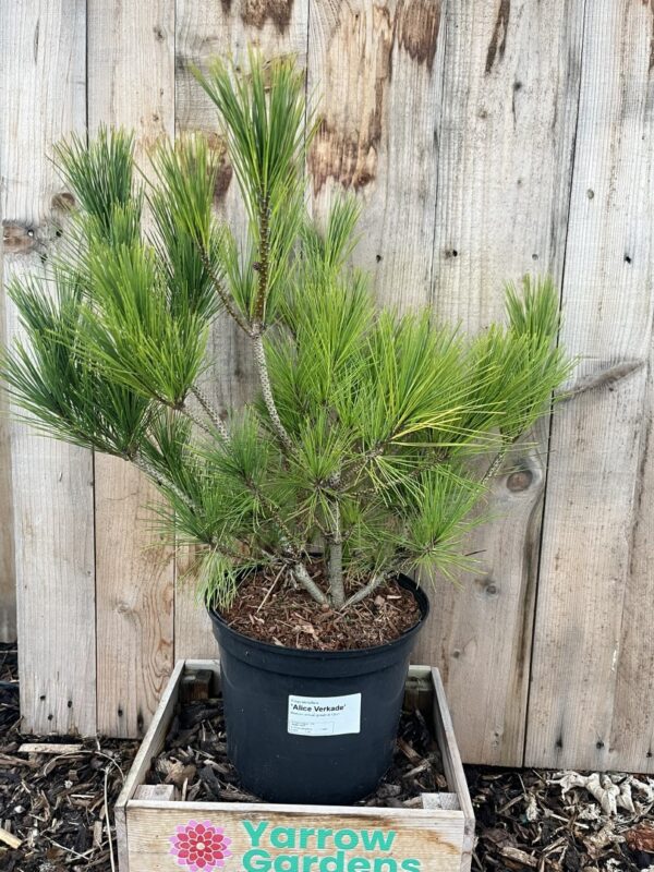 Japanese red pine 'Alice Verkade' 60/80cm (5L) - Image 2