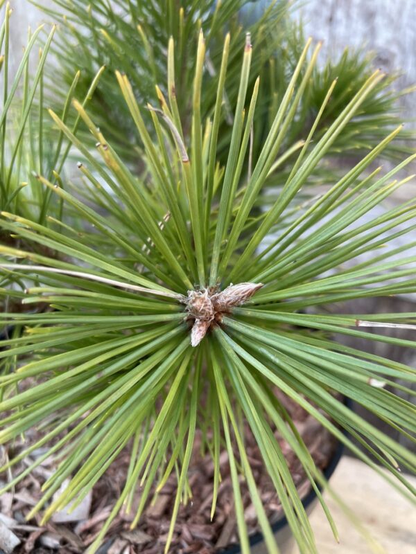 Japanese red pine 'Low Glow' (2L) - Image 2