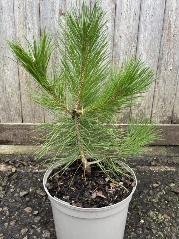 Bhutan Pine 40/60cm (5L) - Image 3