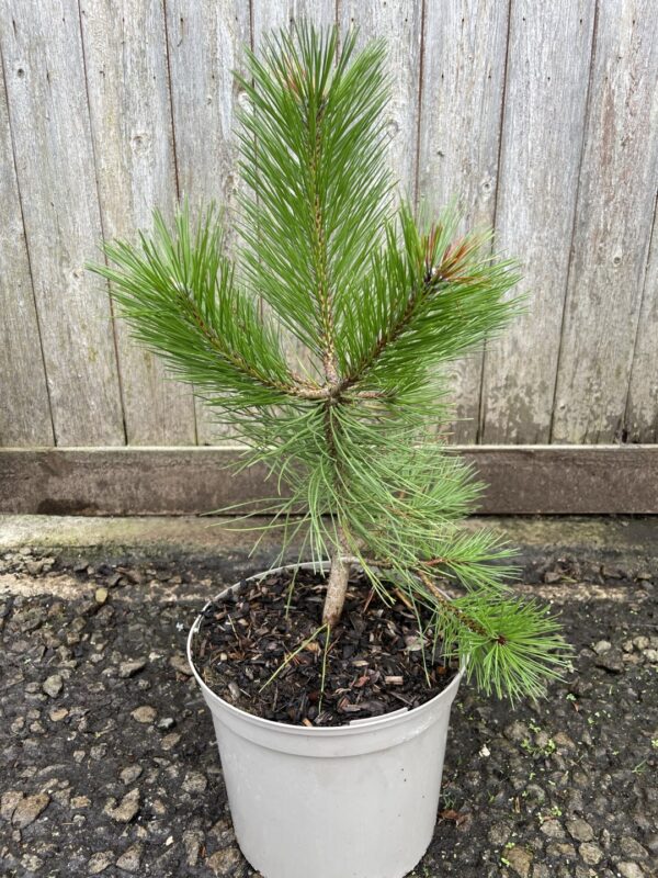 Bhutan Pine 40/60cm (5L) - Image 2
