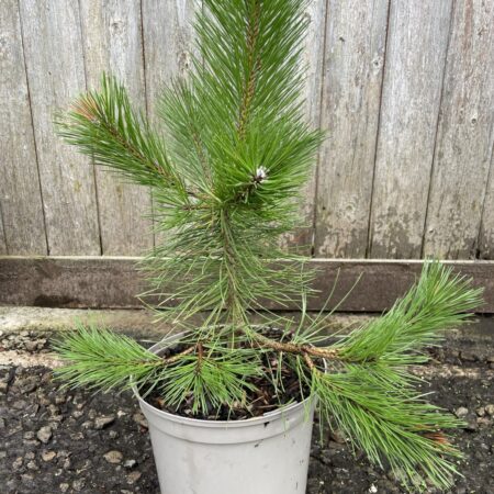 Bhutan Pine