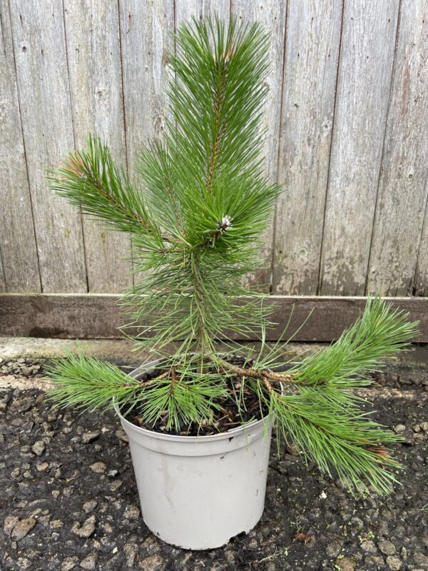 Bhutan Pine 40/60cm (5L)