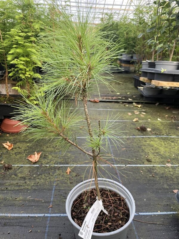 Pinus griffithii syn. wallichiana Bhutan Pine