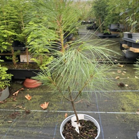 Pinus griffithii syn. wallichiana Bhutan Pine