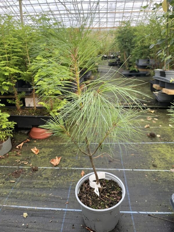 Pinus griffithii syn. wallichiana Bhutan Pine