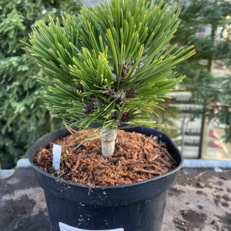 Pinus leucodermis Bosnian pine ‘Smidtii’