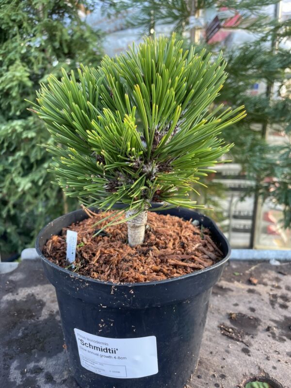 Bosnian pine 'Smidtii' 10/20cm (2L)