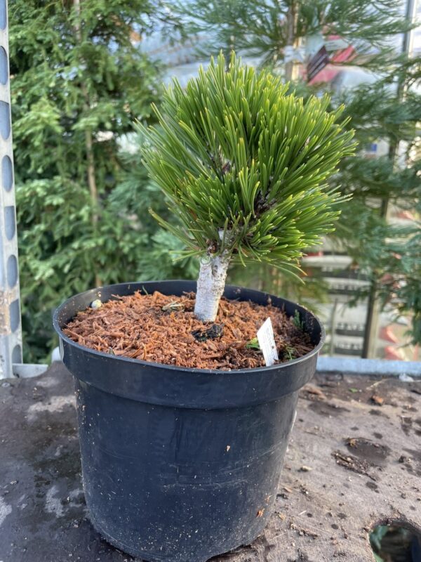 Bosnian pine 'Smidtii' 10/20cm (2L) - Image 3