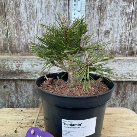 Dwarf Mountain Pine 'Benjamin' (2L)