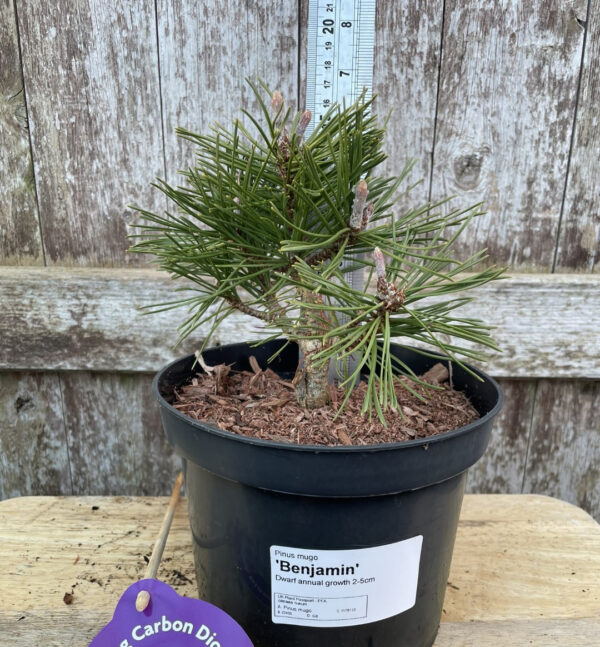 Dwarf Mountain Pine 'Benjamin' (2L)