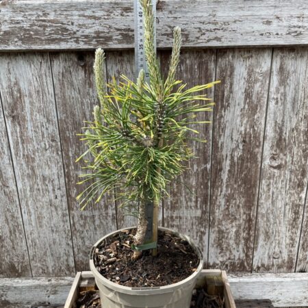 Dwarf Mountain Pine 'Golden Glow' (3L)
