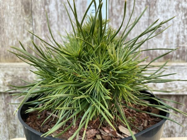 Dwarf Mountain Pine 'Green Penguin' (5L) - Image 2