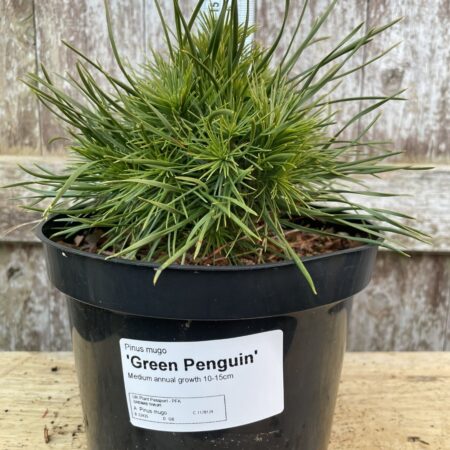 Pinus mugo ‘Green Penguin’Â