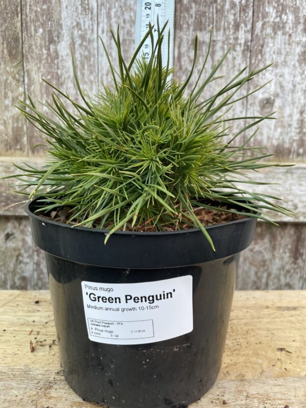 Dwarf Mountain Pine 'Green Penguin' (5L)