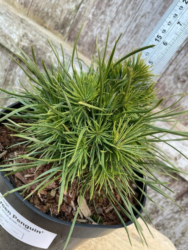Dwarf Mountain Pine 'Green Penguin' (5L) - Image 3