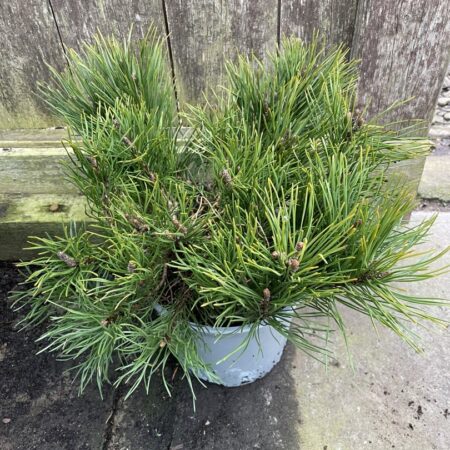 Pinus mugo Pumilio Mountain pine