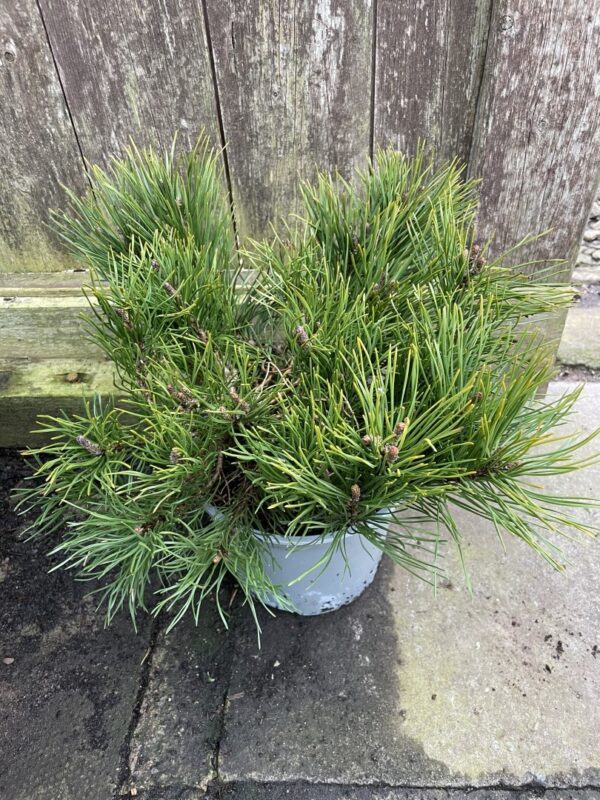 Mountain Pine 2L