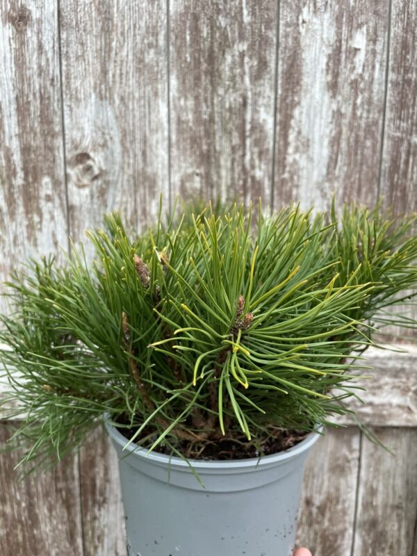 Mountain Pine 2L - Image 3