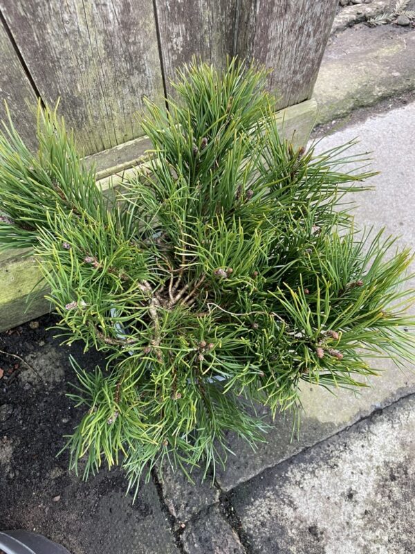 Mountain Pine 2L - Image 2