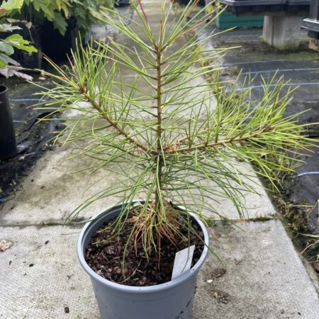 Pinus nigra Austrian Pine
