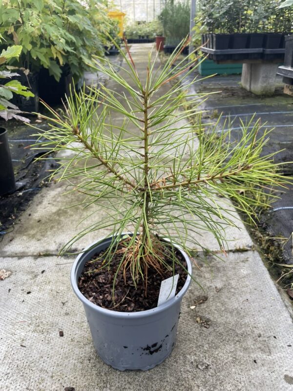 Austrian Pine 20/40cm (2L)