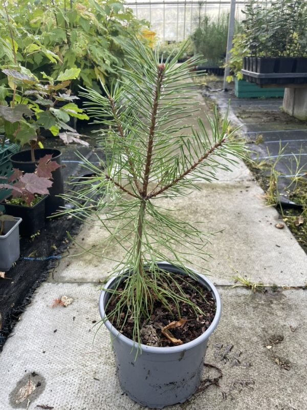 Austrian Pine 20/40cm (2L) - Image 2
