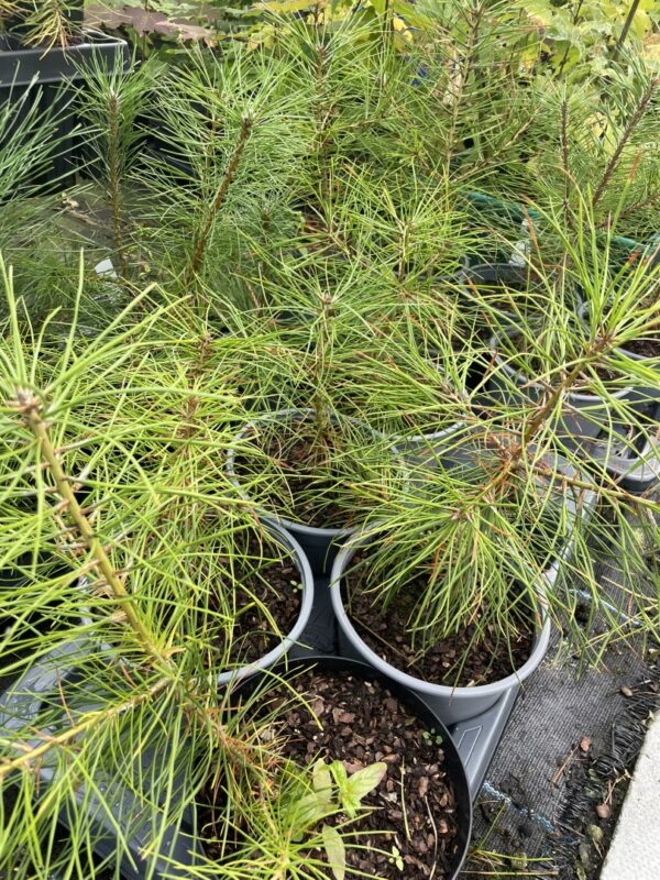Austrian Pine 20/40cm (2L) - Image 3