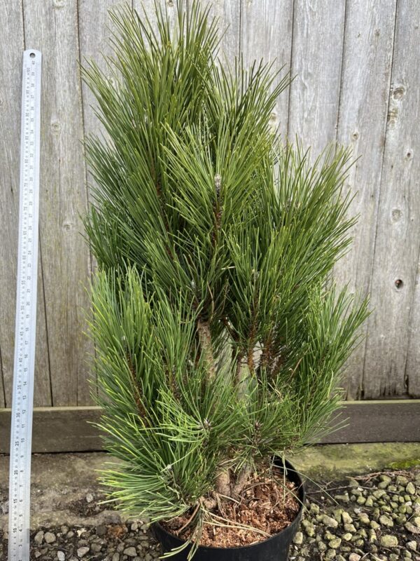 Pinus nigra - Black Pine 'Green Rocket' 40/60cm (7.5L)