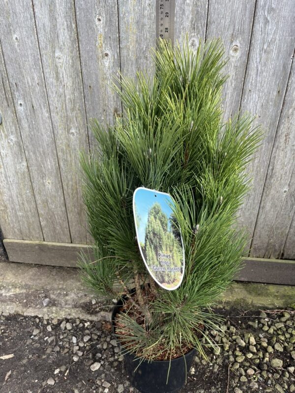 Pinus nigra - Black Pine 'Green Rocket' 40/60cm (7.5L)