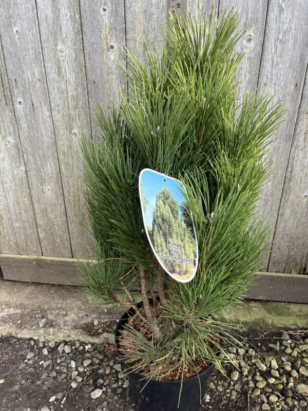 Pinus nigra - Black Pine 'Green Rocket' 40/60cm (7.5L)