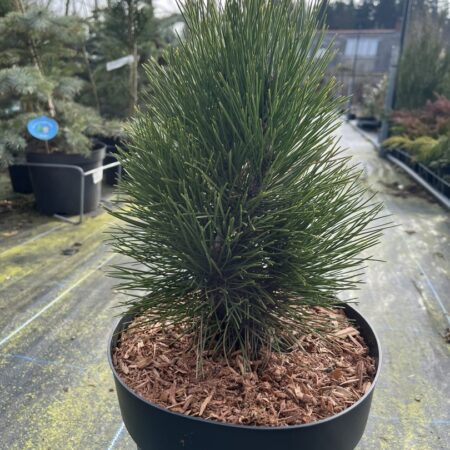 Pinus nigra - Black Pine 'Green Tower' 20/40cm (7.5L)