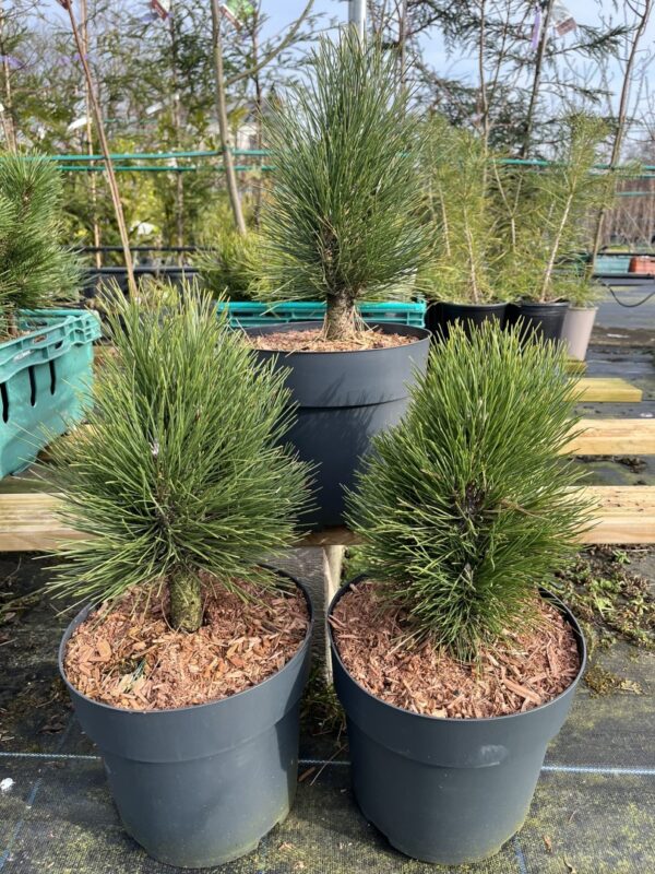 Pinus nigra - Black Pine 'Green Tower' 20/40cm (7.5L)