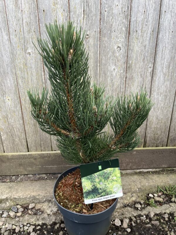 Pinus nigra - Black Pine 'Oregon Green'