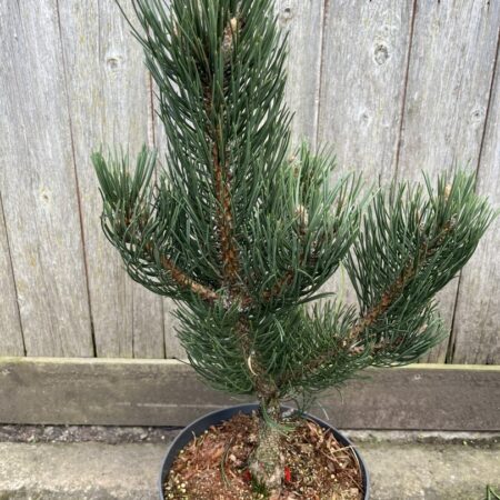 Pinus nigra - Black Pine 'Oregon Green'