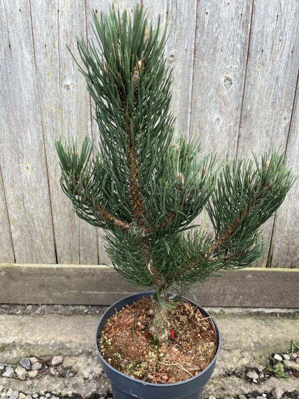 Pinus nigra - Black Pine 'Oregon Green'