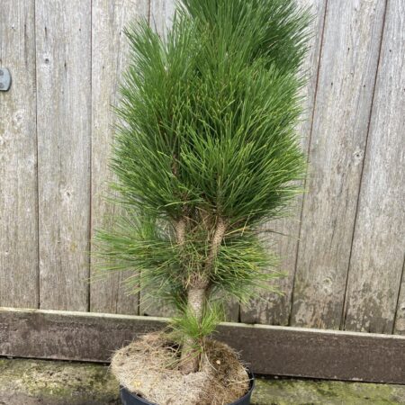 Austrian Pine ‘Green Tower’