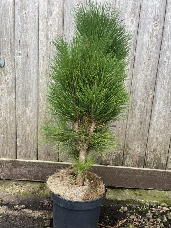 Austrian Pine 'Green Tower' (5L)