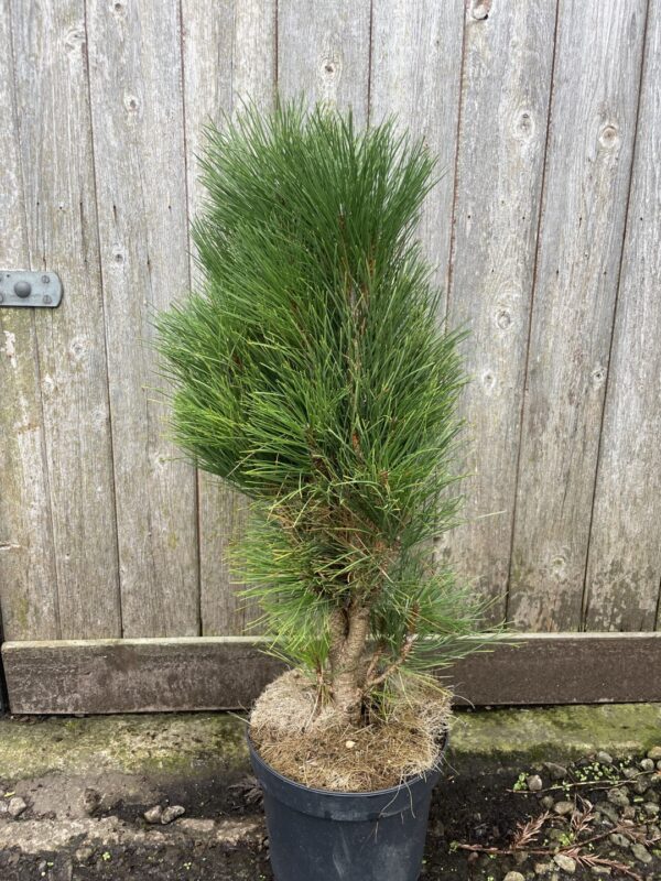 Austrian Pine 'Green Tower' (5L) - Image 2