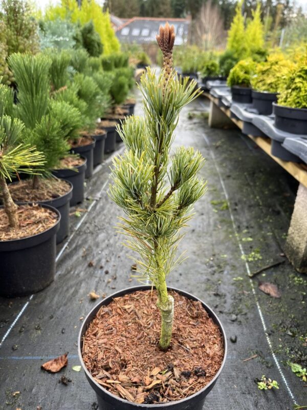 Japanese White Pine 'Blue Lou' 20/40cm (3L) - Image 3
