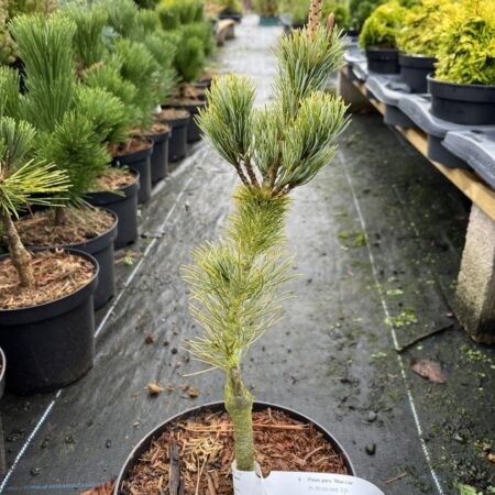 Pinus parviflora Japanese White Pine Blue Lou