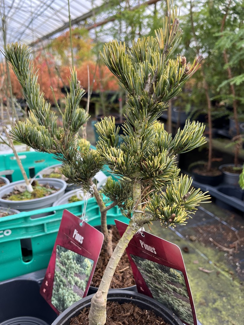 Pinus parviflora Japanese White Pine ‘Fukai’