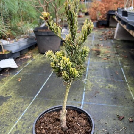 Pinus parviflora Japanese White Pine ‘Fukai’