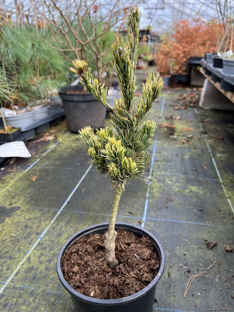 Pinus parviflora Japanese White Pine ‘Fukai’