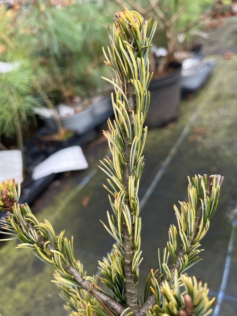 Pinus parviflora Japanese White Pine ‘Fukai’