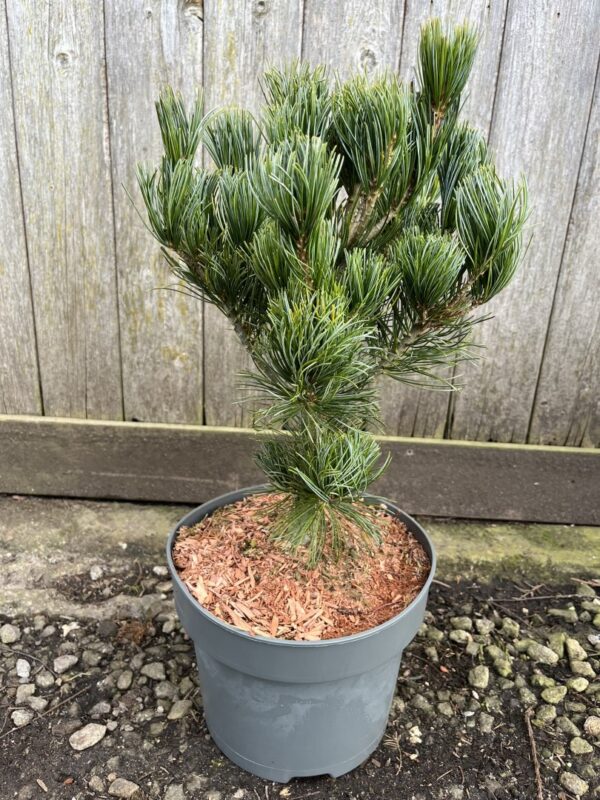 Pinus parviflora - Japanese White Pine 'Glauca'